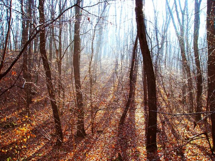Сидорове з panoramio.com - Сидорове