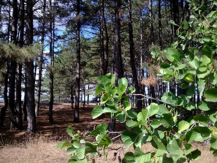 Піщанівка з panoramio.com - Песчановка