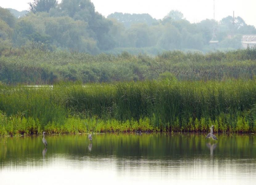 Горянівське з panoramio.com - Горяновское