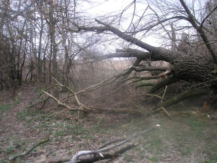 Жовтневе з panoramio.com - Жовтневое