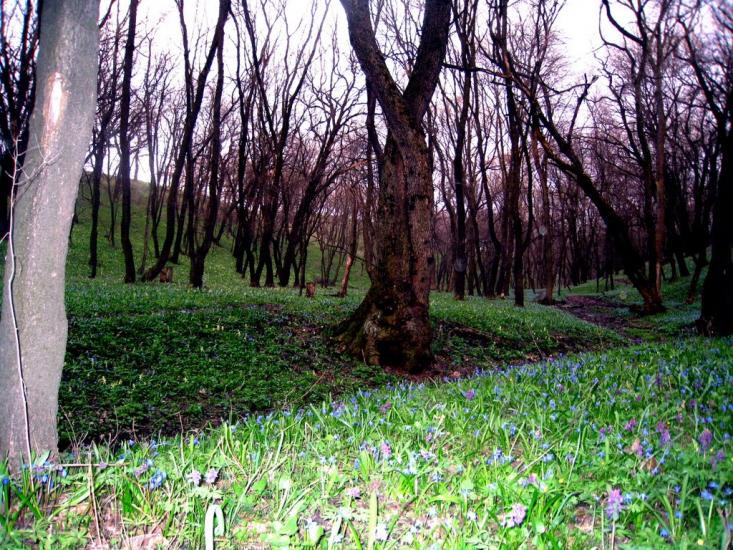 Комісарівка з panoramio.com - Комиссаровка