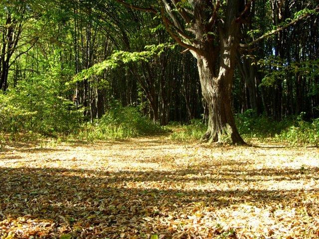 Митків з panoramio.com - Митків
