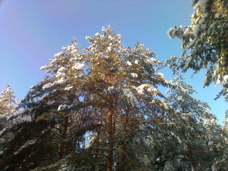 Борівське з panoramio.com - Боровское