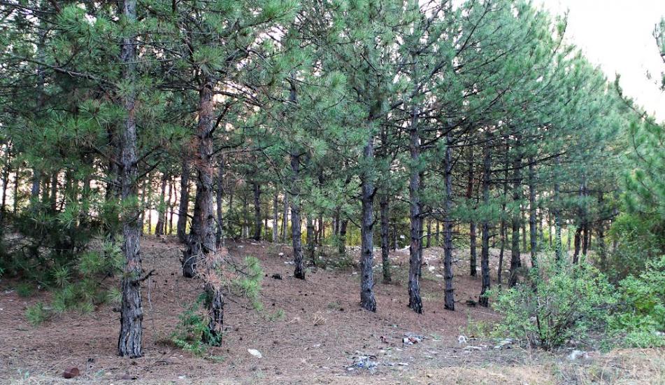Алтестове з panoramio.com - Алтестово