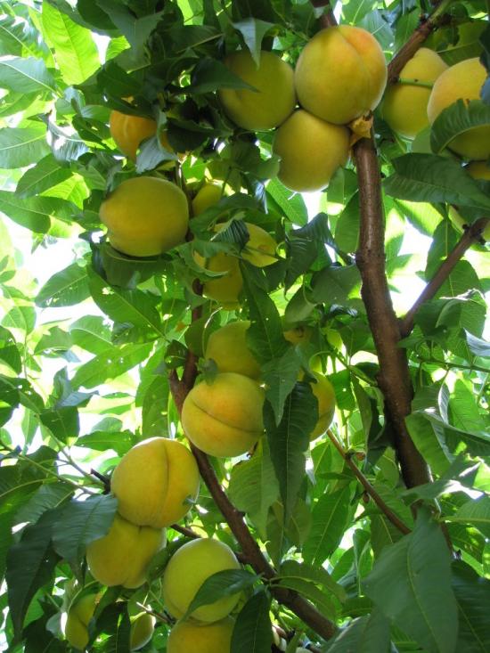 Ішунь з panoramio.com - Ишунь