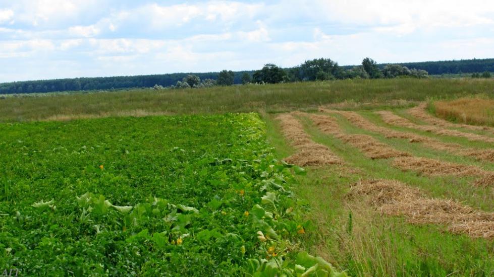 Кураш з panoramio.com - Кураш