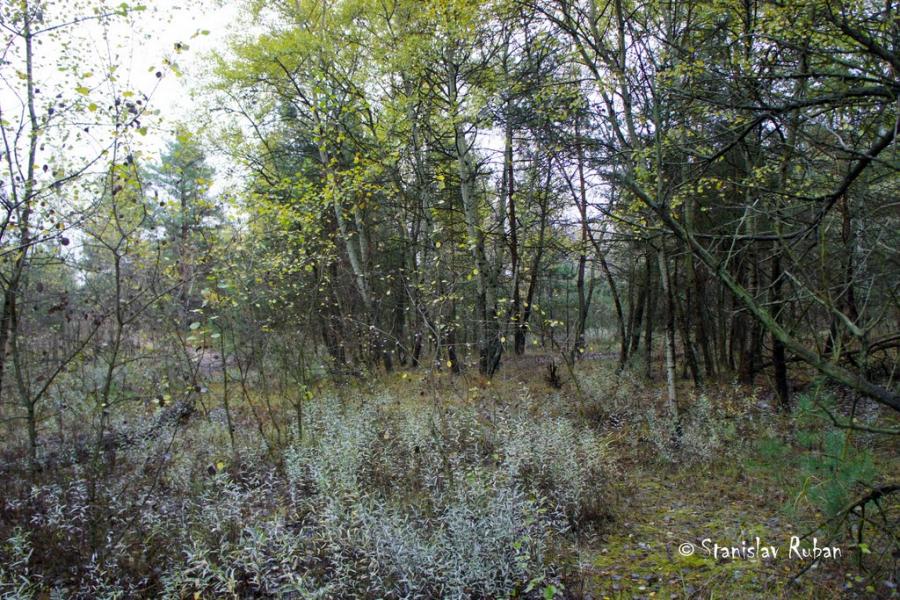 Горянівське з panoramio.com - Горяновское