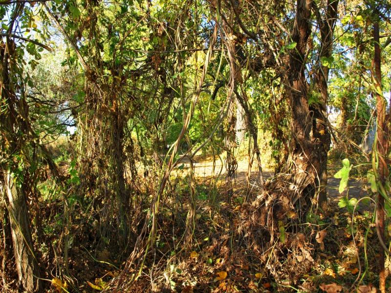 Сухолужжя з panoramio.com - Сухолужжя
