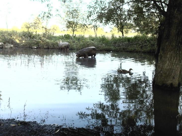 Ганнівці з panoramio.com - Ганнівці