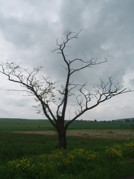 Вілюничі з panoramio.com - Вилюничи