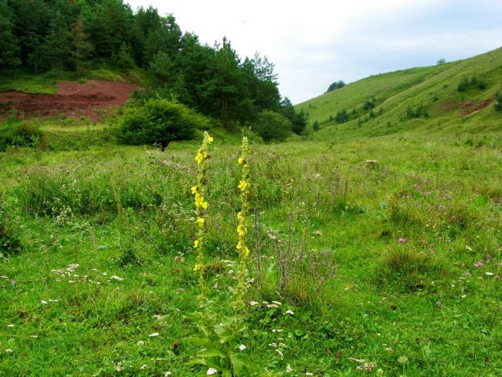 Стрільче з panoramio.com - Стрельче