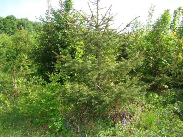 Іванківці з panoramio.com - Иванковцы