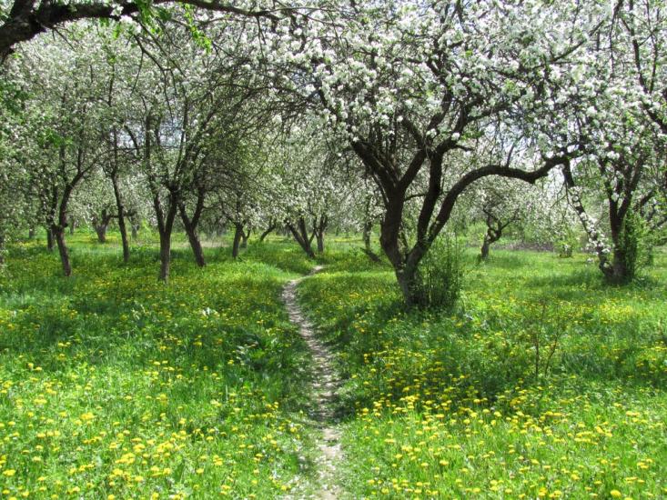 Дубовець з panoramio.com - Дубовець