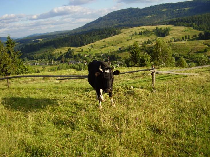 Орява з panoramio.com - Орява