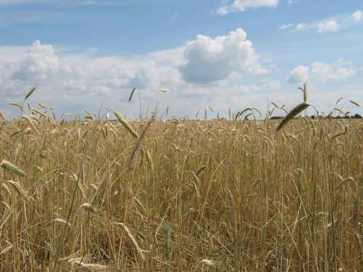 Мощена з panoramio.com - Мощена