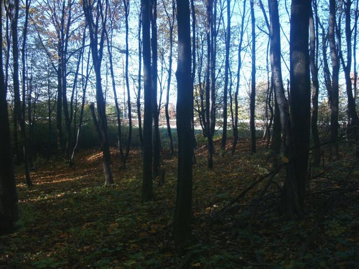 Щиборівка з panoramio.com - Щиборівка