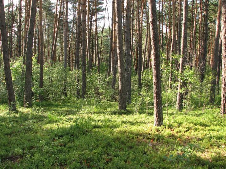 Клипець з panoramio.com - Клипець