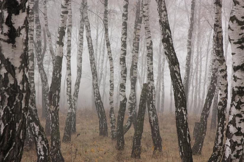 Суховоля з panoramio.com - Sukhovolya