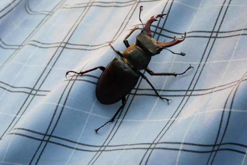 Змійове з panoramio.com - Змійове