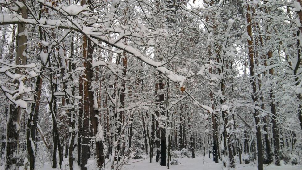 Капітанівка з panoramio.com - Капитановка