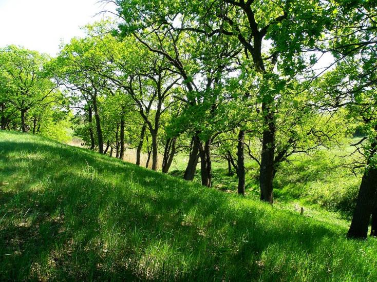 Садовий з panoramio.com - Садовый