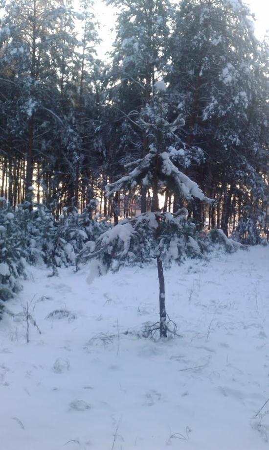 Борівське з panoramio.com - Боровское