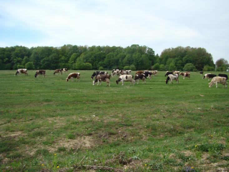 Іванківці з panoramio.com - Иванковцы