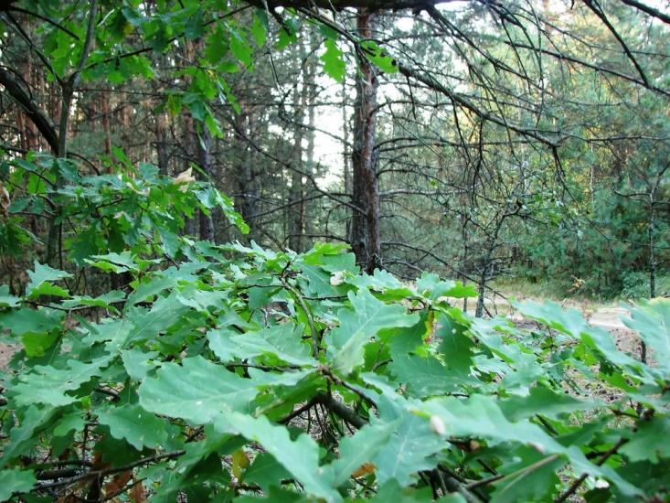 Славутич з panoramio.com - Славутич