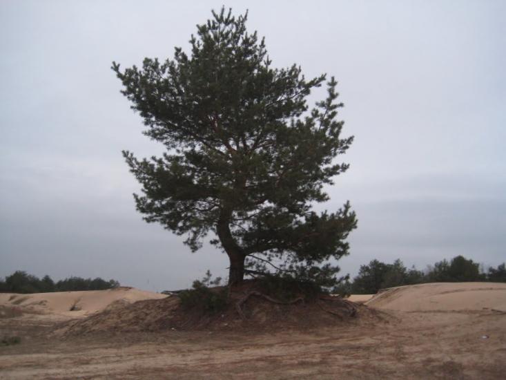 Знаменівка з panoramio.com - Znamenivka