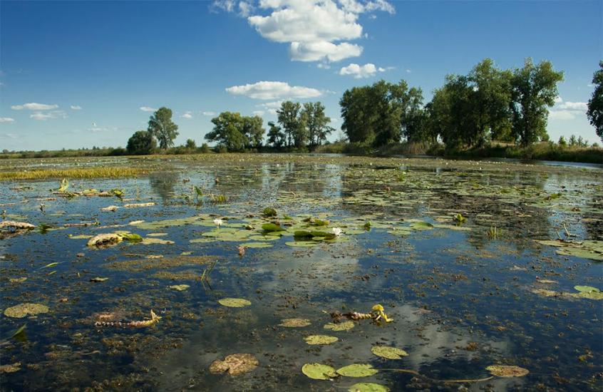 Нижча Дубечня з panoramio.com - Nyzhcha Dubechnya