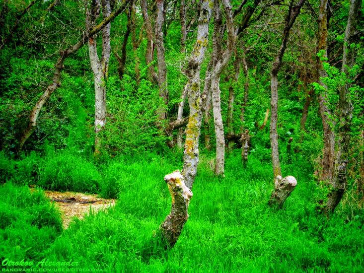 Любимівка з panoramio.com - Любимовка