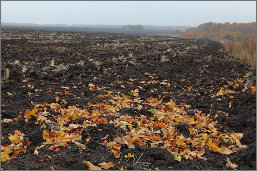 Петропавлівка з panoramio.com - Петропавлівка