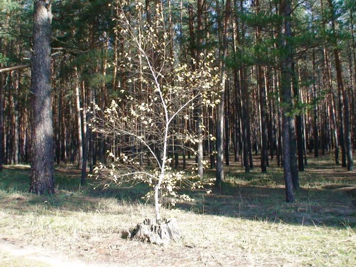 Студенок з panoramio.com - Студенок