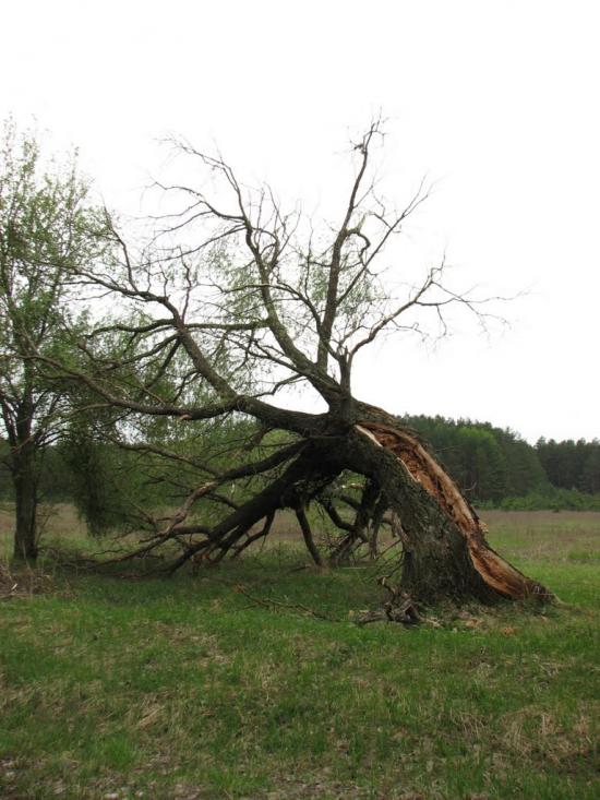 Мекшунівка з panoramio.com - Мекшунівка