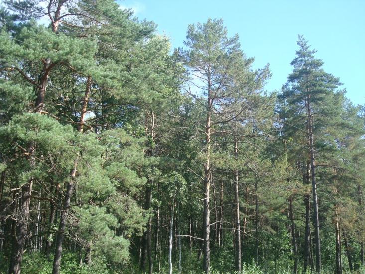 Рудня-Новенька з panoramio.com - Рудня-Новенька