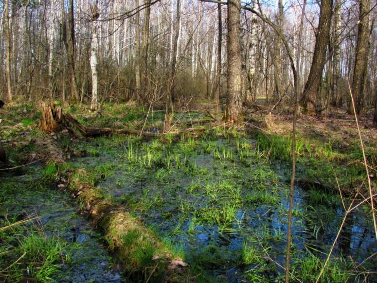 Нові Яриловичі з panoramio.com - Новые Ярыловичи