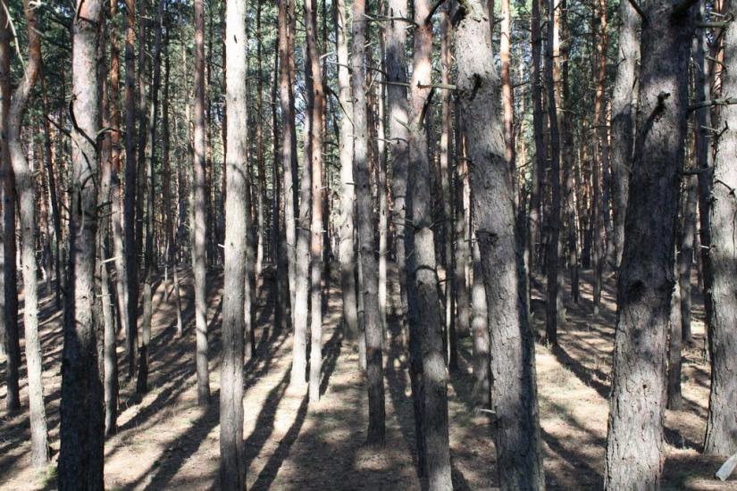 Новокомсомольське з panoramio.com - Новокомсомольское