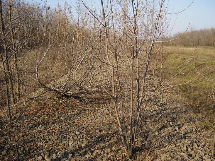 Фрунзе з panoramio.com - Фрунзе