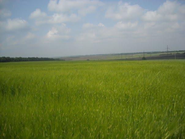 Межова з panoramio.com - Межевая