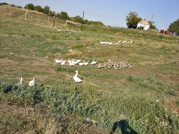 Олександрівка з panoramio.com - Олександрівка