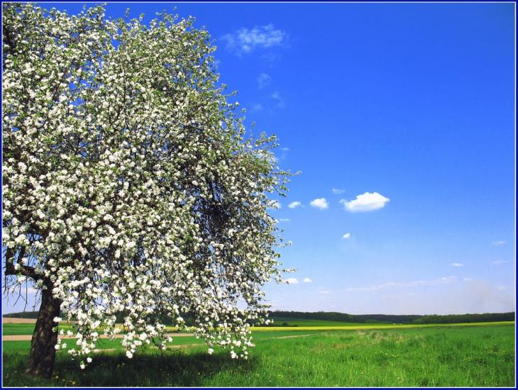 Букачівці з panoramio.com - Букачівці