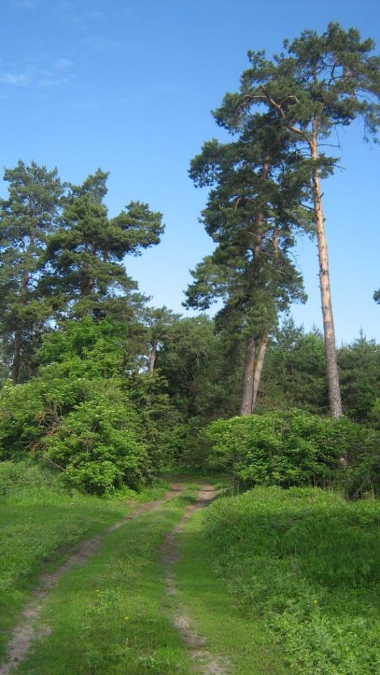 Колісники з panoramio.com - Колісники