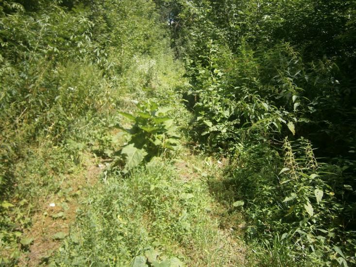 Шипилівка з panoramio.com - Shypylivka