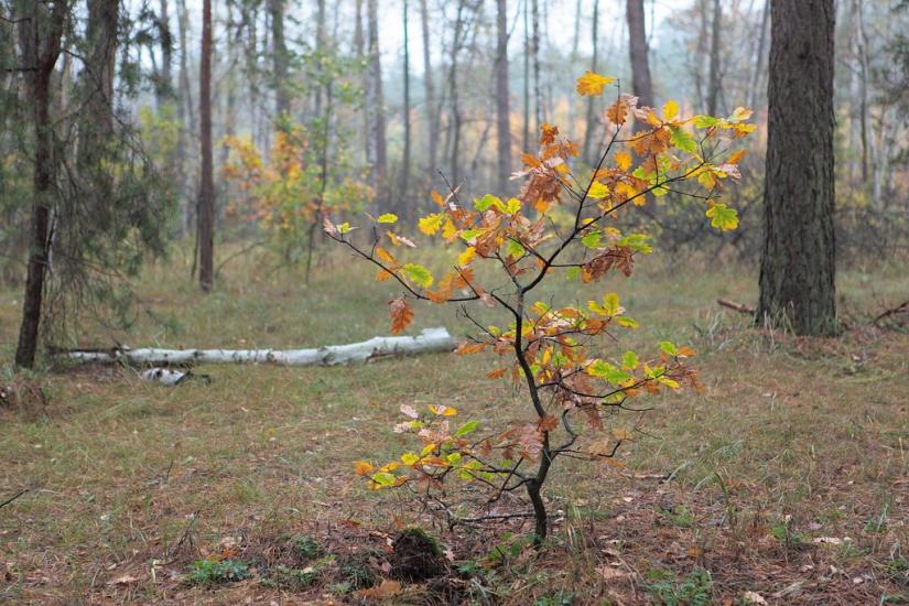 Студенок з panoramio.com - Студенок