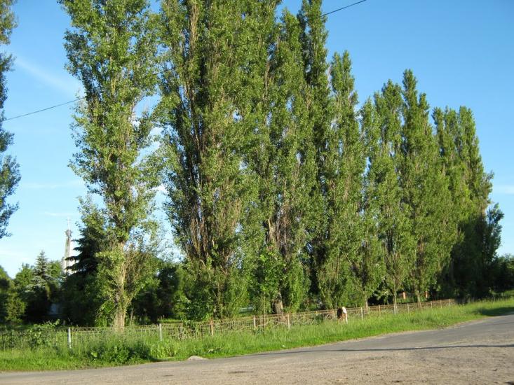Радянське з panoramio.com - Радянське
