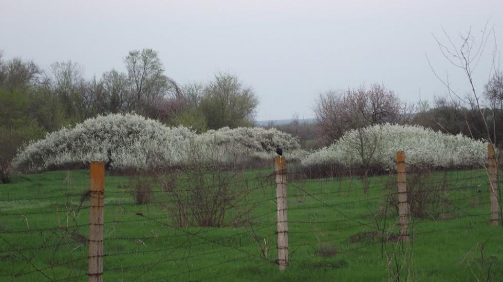 Наталівка з panoramio.com - Natalivka