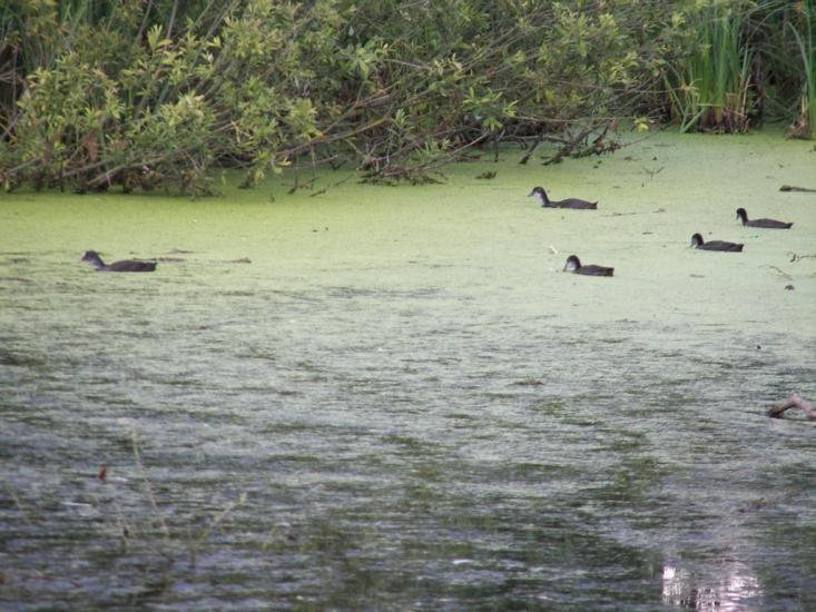Квасилів з panoramio.com - Квасилов