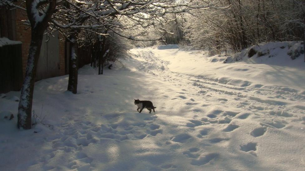 Лубенці з panoramio.com - Лубенцы