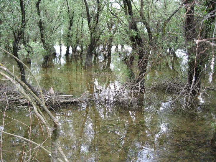 Стара Некрасівка з panoramio.com - Стара Некрасівка