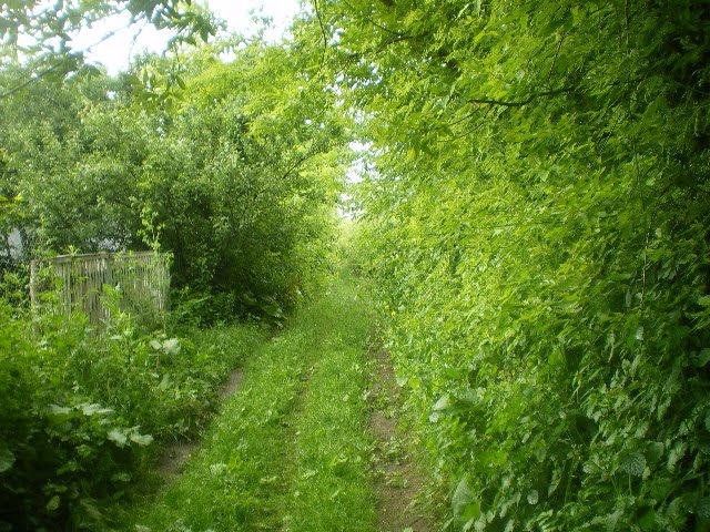 Черепашинці з panoramio.com - Cherepashyntsi